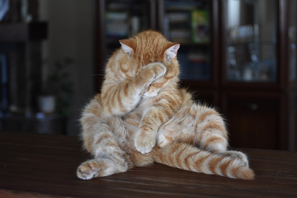 Cat with paws over its face