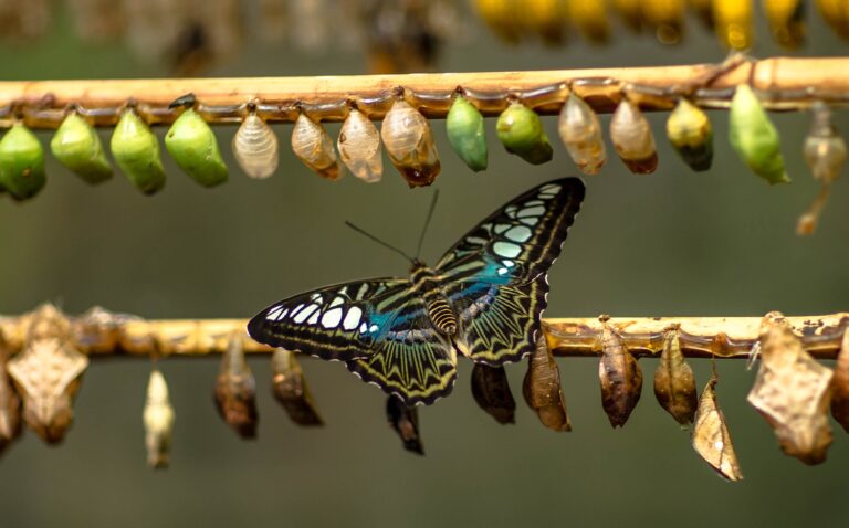 Butterfly and chrysalis. How does meditation create transformation?