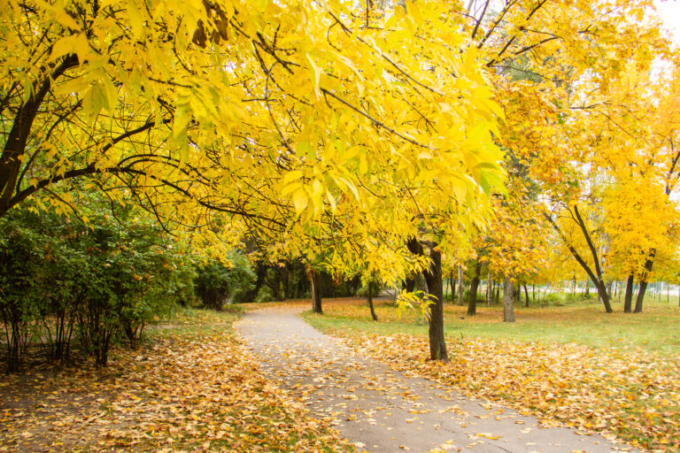 hear - Bright colorful autumn park with yellow and green trees
