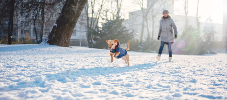 woman walking in snow with small, brown dog - scanning meditation