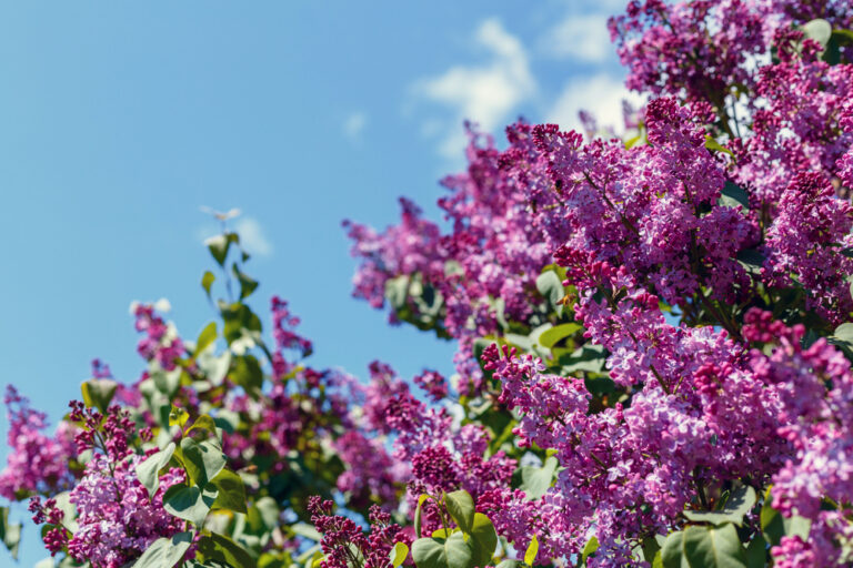 Sniffing meditation - lilac shrubs against blue sky